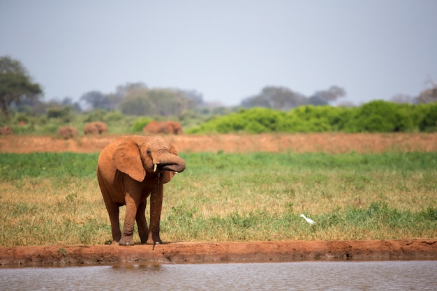 Red elephant is drinking water on the waterhole