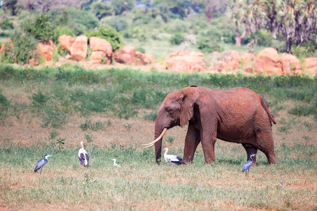 Red elephant is walking in the savannah