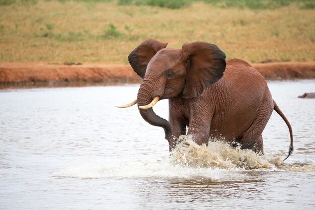 Elefante rosso che gioca nel waterhole