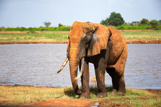 A red elephant in water hole in the middle of the savannah