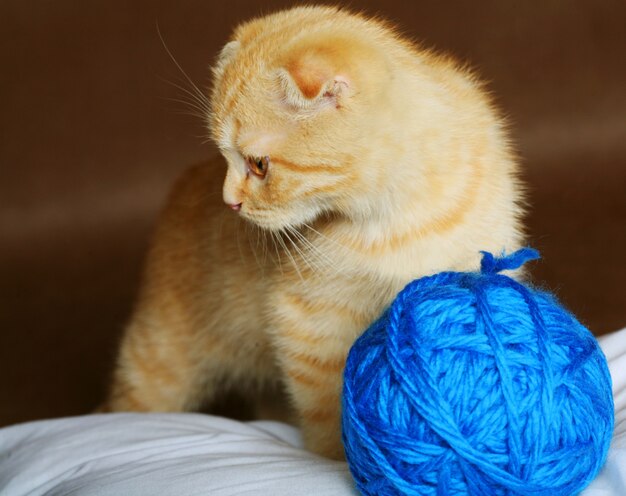 Red England lop-eared kitten