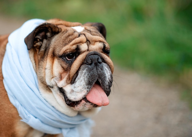 Red English British Bulldog in blue scarf  out for a walk standing on the dry grass in sunny day