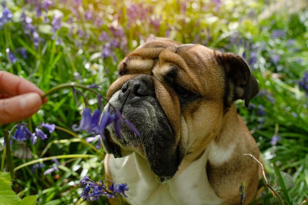 Red english british bulldog dog looking up licking out its\
tongue and sitting in the bluebells