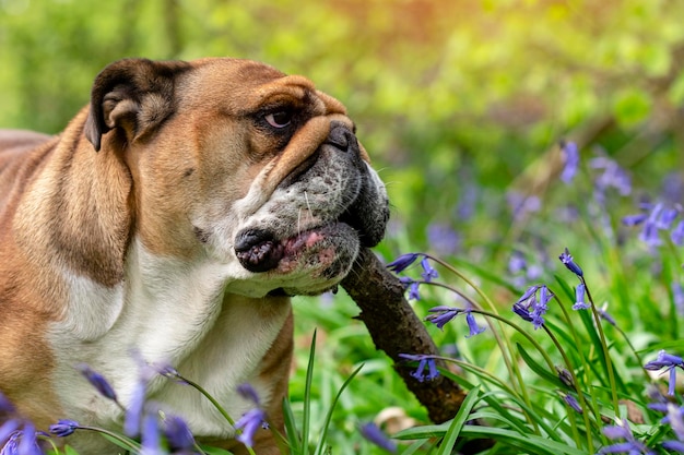 Red english british bulldog dog looking up licking out its\
tongue and sitting in the bluebells