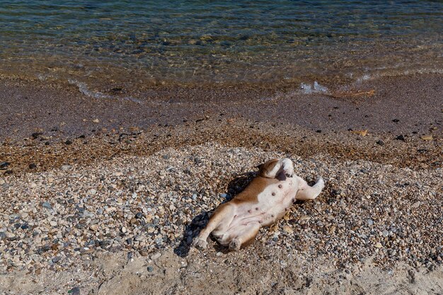 A red English British bulldog lies on his back and rubs his back against small stones on the beach near the sea