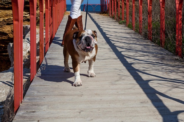 Foto bulldog inglese rosso per una passeggiata con la padrona di casa vicino al mare