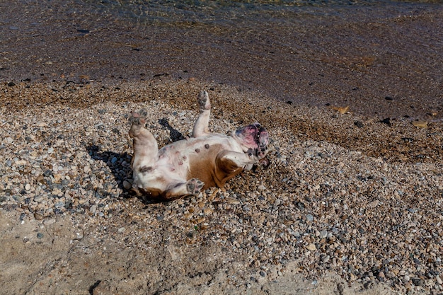 Red English British bulldog