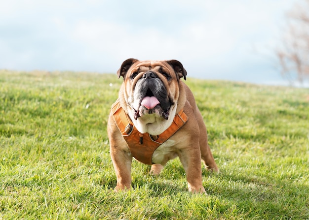 Red English British Bulldogs in orange harness out for a walk in the countryside