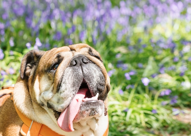 Red English Bulldog looking up, licking out its tongue in orange harness and sitting in the bluebells on spring hot sunny day