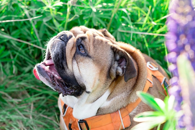 Red English Bulldog looking up licking out its tongue and sitting in the lupines on spring sunny day