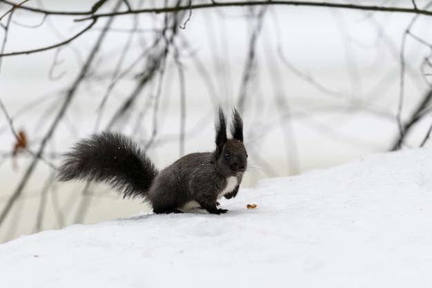 Red eurasian squirrel on snow in the park closeup Winter time