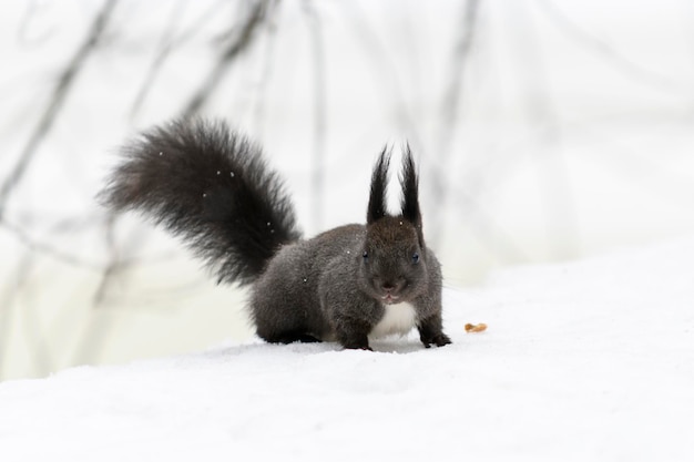 Red eurasian squirrel on snow in the park closeup Winter time