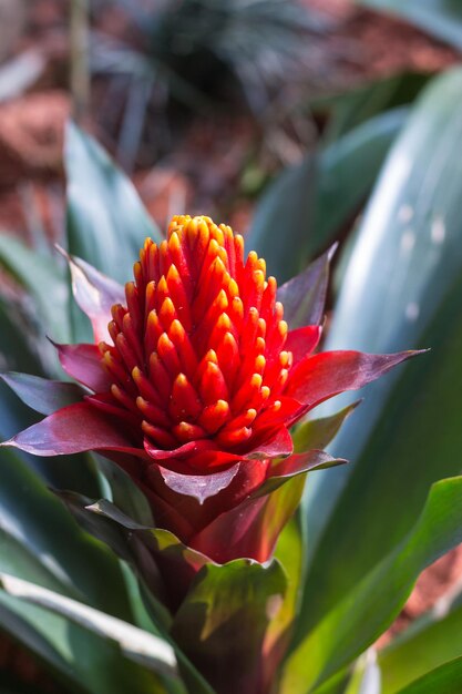 Red exotic tropic flower in Chengyang