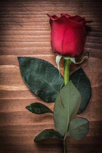 Red expanded rose on wooden board holidays concept