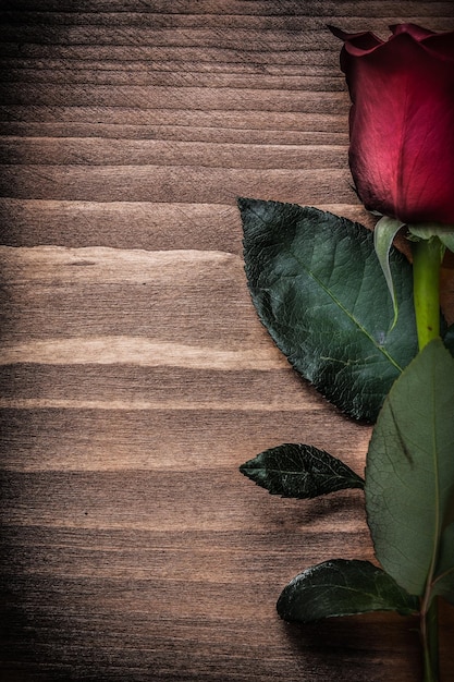 Red expanded scented rose on wooden board holidays concept