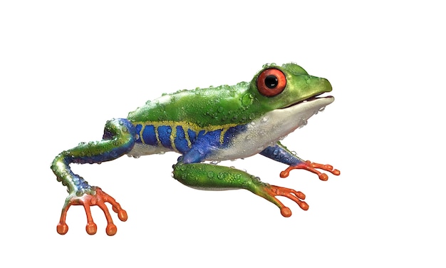 Red-Eyed Amazon Tree Frog Een tropisch regenwoud dier met uitknippad