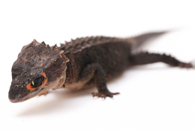 Red-Eyed Crocodile Skinks hagedis op witte ruimte