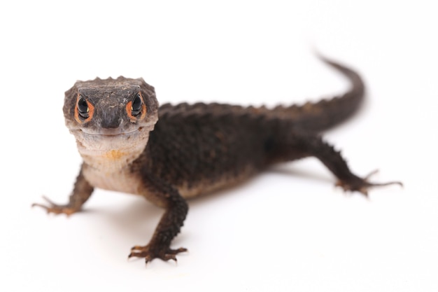 Red-Eyed Crocodile Skinks hagedis op witte ruimte