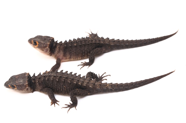 Red-Eyed Crocodile Skinks hagedis op witte ruimte