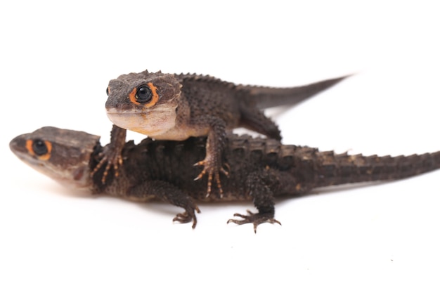 Red-Eyed Crocodile Skinks lizard on white space