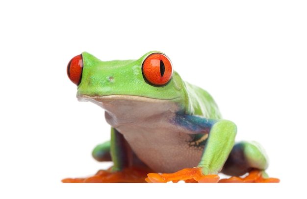 Red-eyed Tree Frog - Agalychnis callidryas  on a white isolated