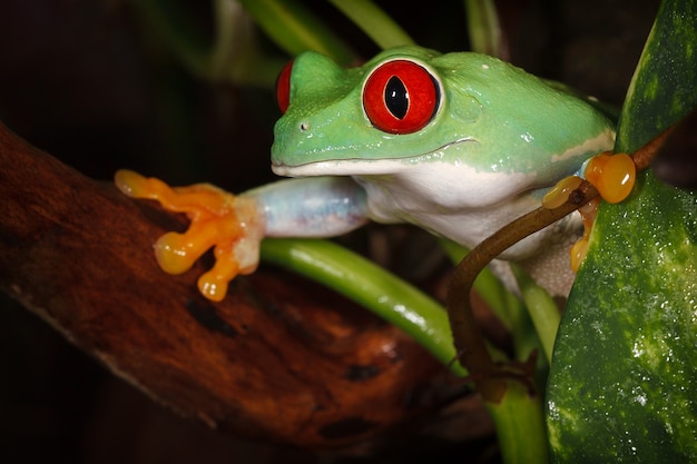 Red eyed tree frog carefully watching environment between the branch and the leaves of the plant