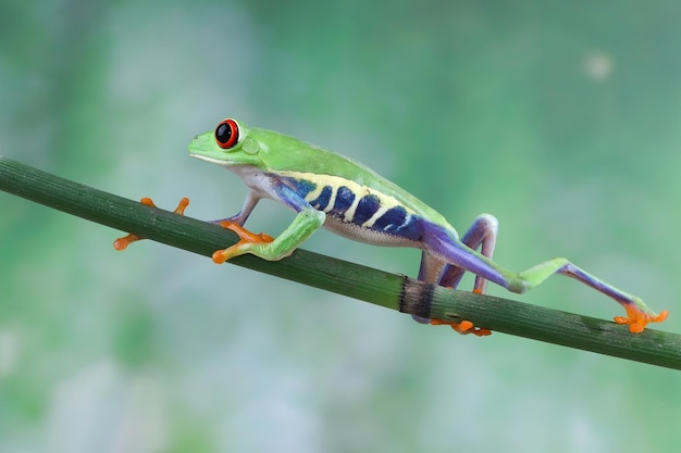 Red-eyed tree frog climbing on branch