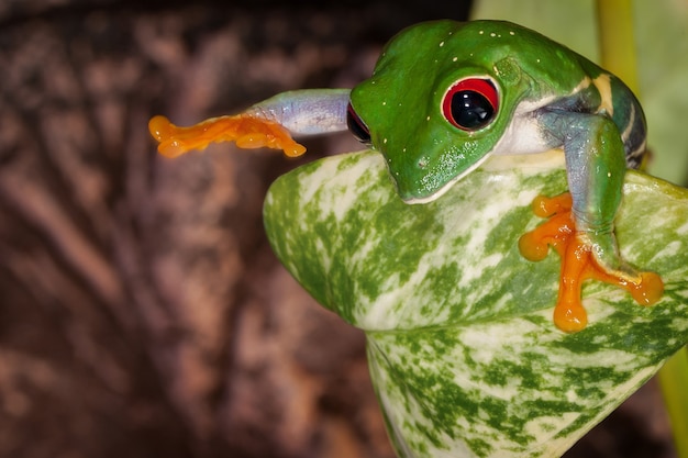 Photo red eyed tree frog hiding behind the leaf and want something to touch