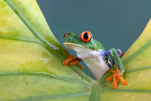 写真 葉の上の赤い目のある木のカエル