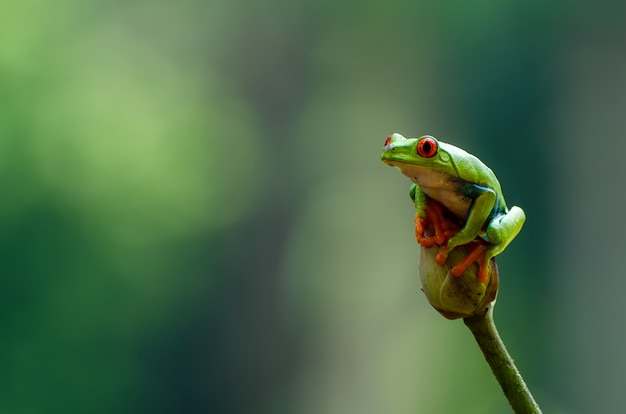 Red eyed tree frog perched on lotus flowers