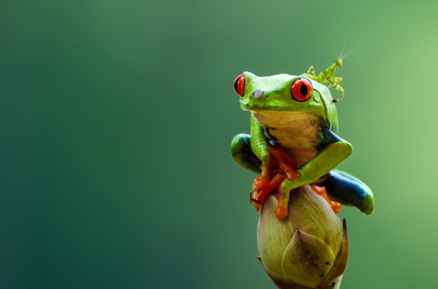 Red eyed tree frog perched on lotus flowers