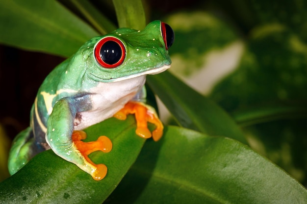 アカメアマガエルと食虫植物