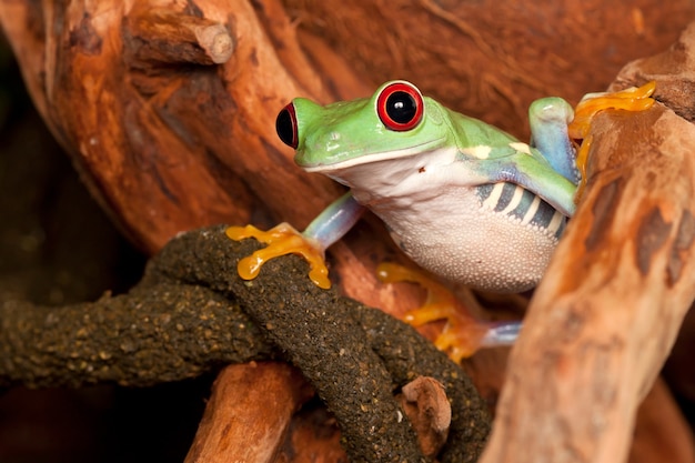 枝に座って環境を見ているアカメアマガエル