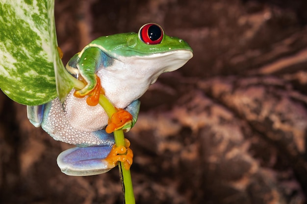 アカメアマガエルは葉で植物の茎にスイングします