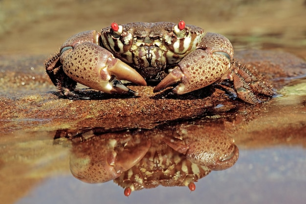 Red-eyed xanthid crab on rocks