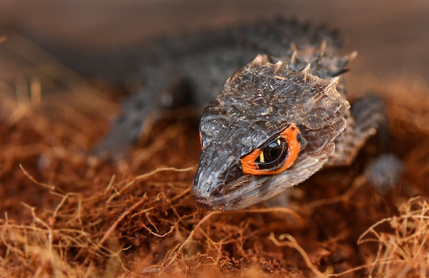 Red Eyes Croc Skink close up