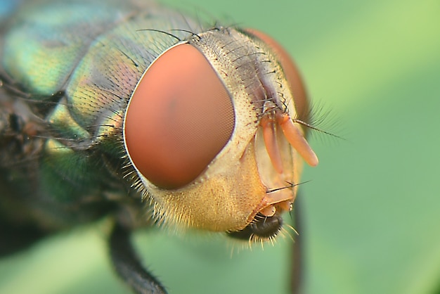 Red eyes fly close up