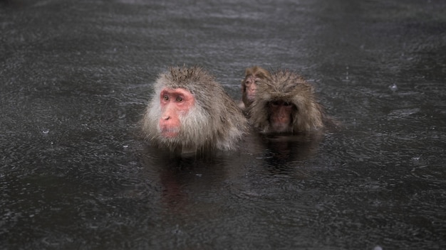 Red-faced macaques