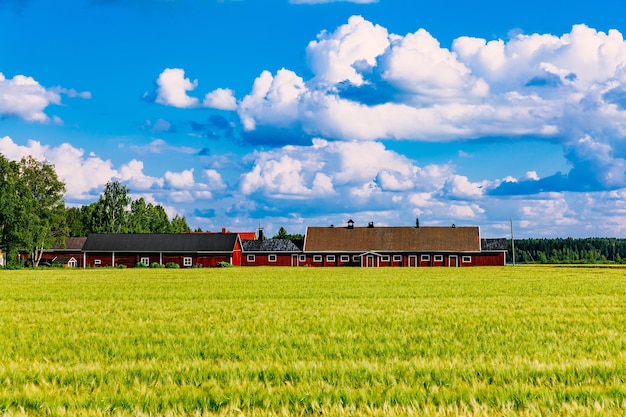 Red farm buildings and green field of summer wheat in rural Finland