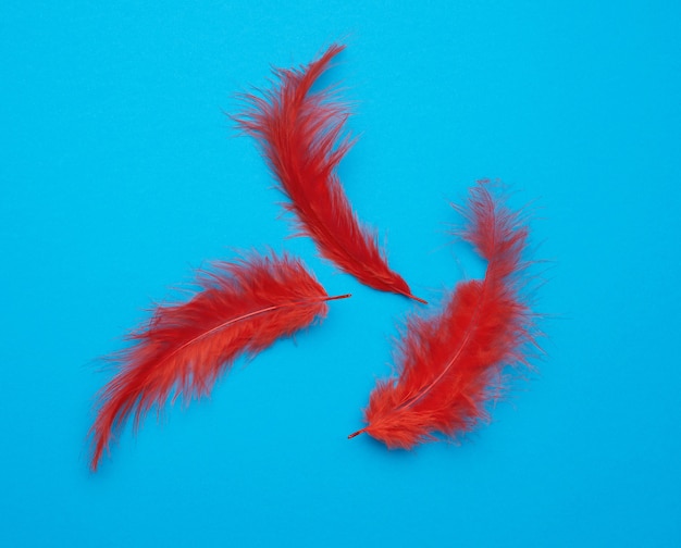 Red feather compositon on light blue