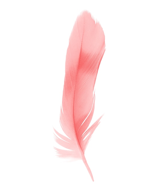 Red feather isolated on white background