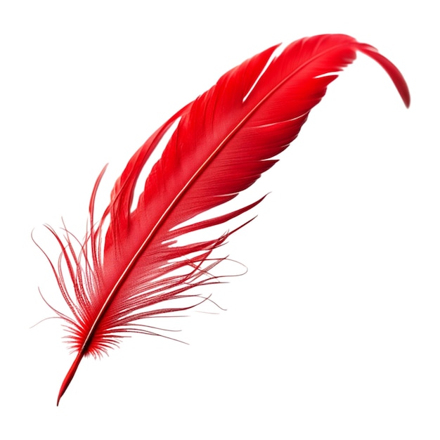 Red Feather Isolated on White Background
