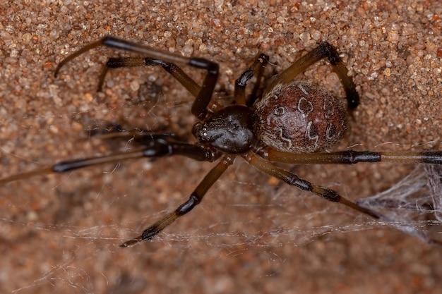 Photo red female adult brown widow of the species latrodectus geometricus