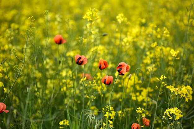 Red field poppies close up summer wildflowers rape field