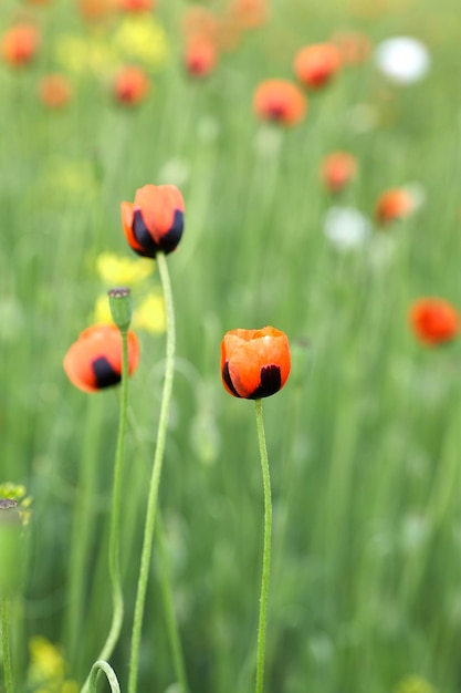 Red field poppies close up Summer wildflowers