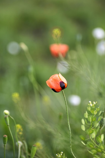 I papaveri rossi si chiudono sui fiori di campo estivi