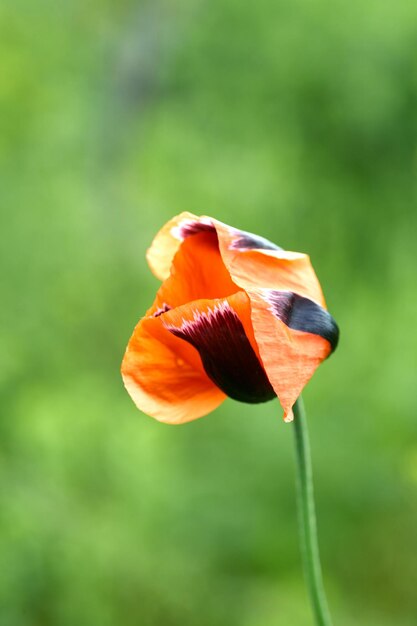 Red field poppies close up summer wildflowers