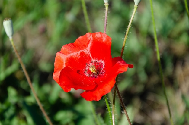 Red field poppies in the garden on a summer day. The beauty of wildflowers.