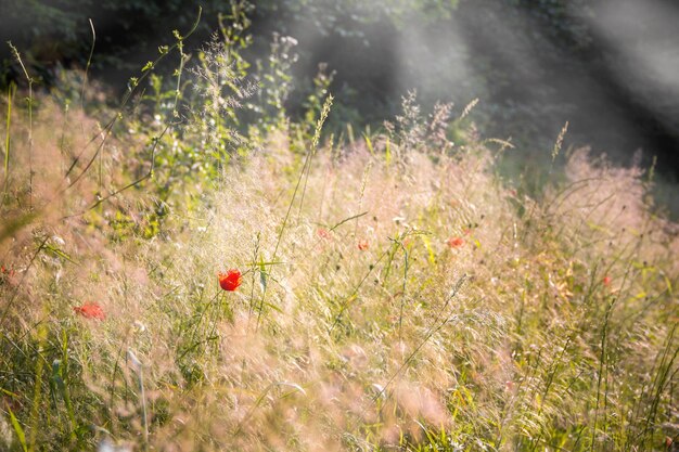 Red field poppy among the summer grass