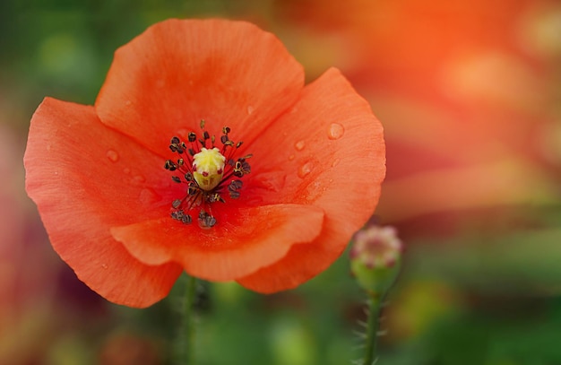 Red field poppy with drops of dew on petals close-up